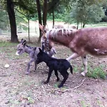 Alojamento de Turismo Rural Il Giaggiolo *
