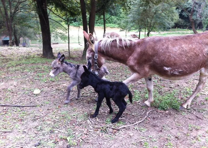 ファームステイ Il Giaggiolo *