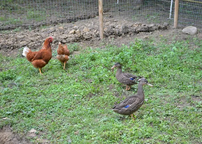 Gospodarstwo agroturystyczne Il Giaggiolo Reggello